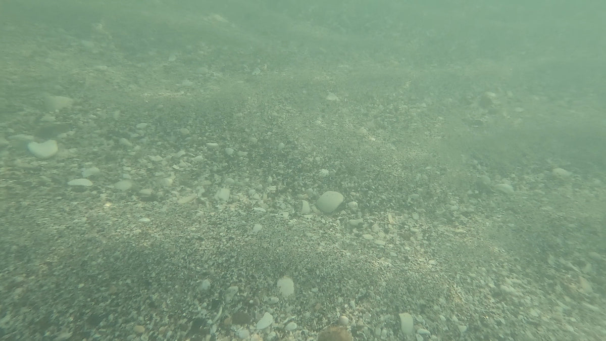 Manasota Key Shark Tooth Hunting Report — Friday, August 7, 2026