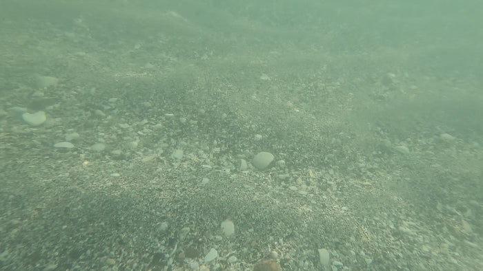 Manasota Key Shark Tooth Hunting Report — Friday, August 7, 2026