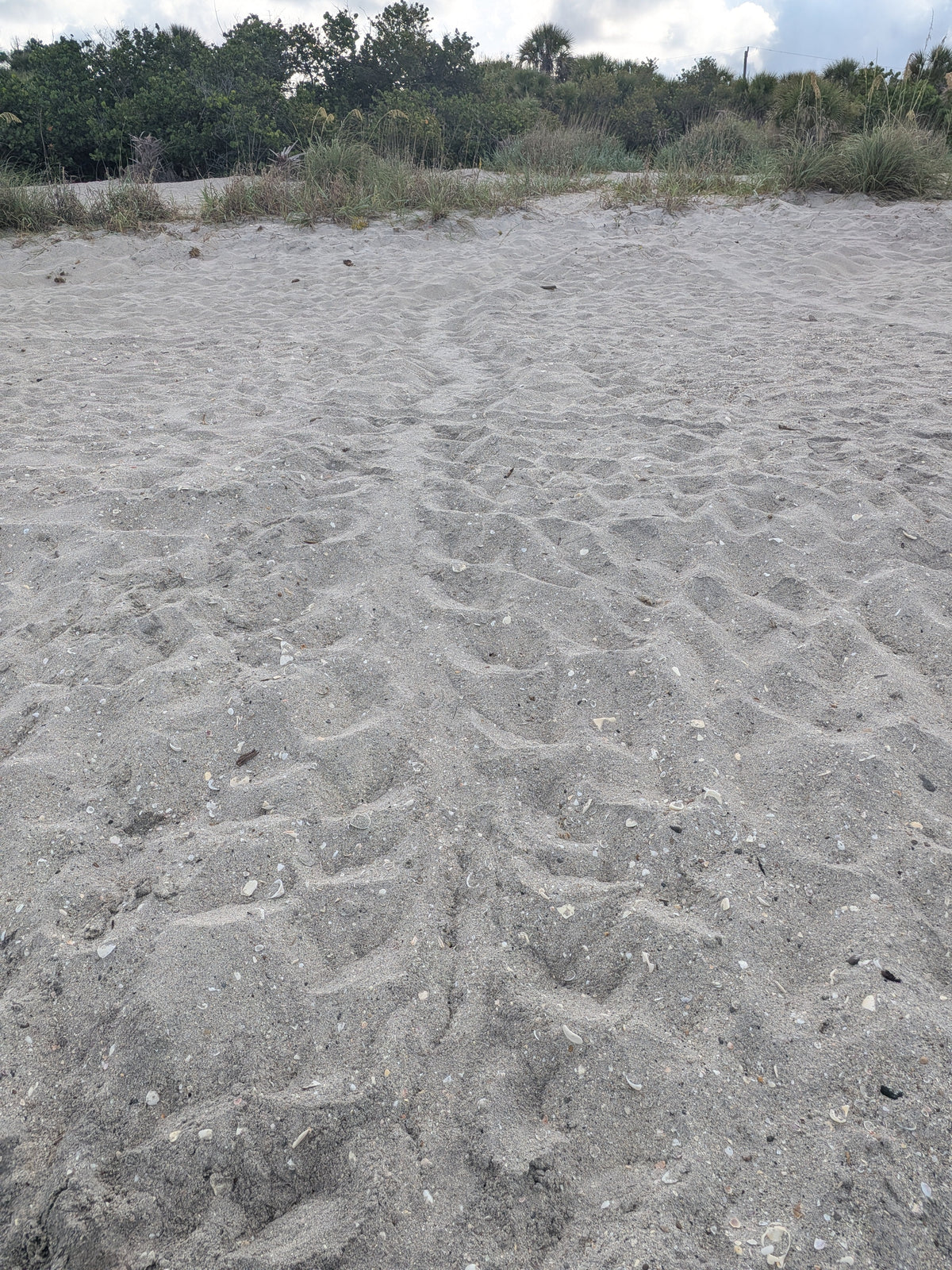 Manasota Key Shark Tooth Hunting Report, Wednesday, July 29, 2026