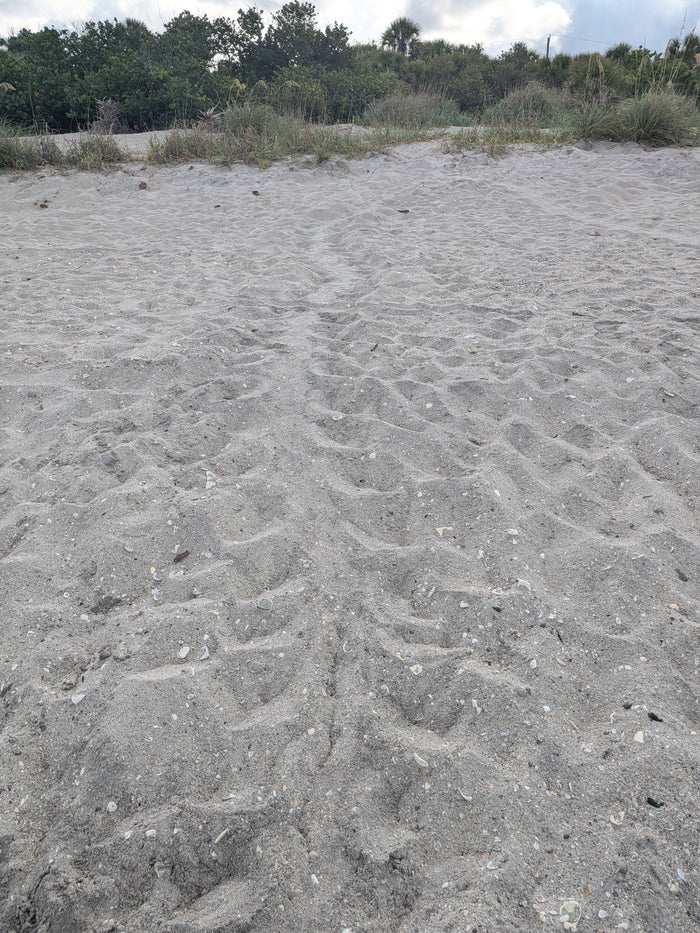 Manasota Key Shark Tooth Hunting Report, Wednesday, July 29, 2026